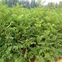 泰山紅油香椿溫室大棚專用樹苗、紅油香椿價格苗圃直銷