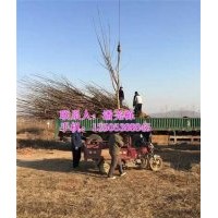 櫻桃苗圃_長治櫻桃苗_信諾為民苗木基地(多圖)