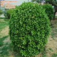 修剪冬青注意事項(xiàng)、冬青、瀅涵苗木中心(查看)