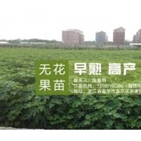 無(wú)花果苗,<惠星農(nóng)場(chǎng)>無(wú)花果苗培育專家,金華無(wú)花果苗