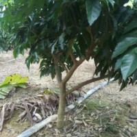 果樹苗 無籽黃皮地苗