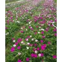 河北草花|合勝花卉|宿根草花價(jià)格