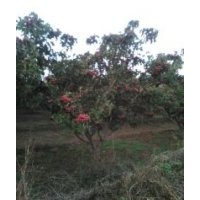 供應(yīng)核桃、山楂、櫻桃等果苗