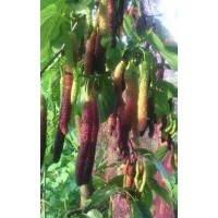 臺(tái)灣長(zhǎng)果桑苗