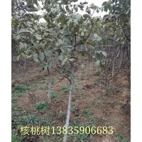 譽揚苗木經銷部供應果樹