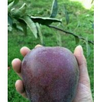 甘肅天水正宗花牛蘋果苗木基地