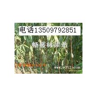 翅果油樹苗+2-3年翅果油樹苗+翅果油樹苗價(jià)格