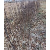 供應(yīng)花椒苗