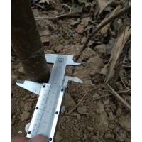 騰地處理2-4公分煙富3蘋果苗