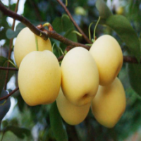 黃金梨