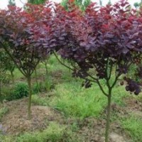 供應(yīng)各類苗木，櫻桃，銀杏，國(guó)槐等等