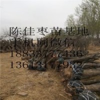 各種規(guī)格棗樹(shù)果苗