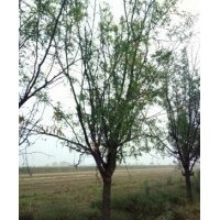 8公分棗樹哪里有？