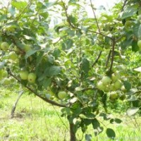 蘋果樹3-5公分蘋果樹