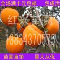 甜柿子苗，甜柿子小苗，山西甜柿子苗