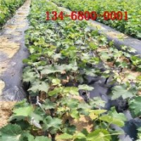 葡萄苗基地】3公分美人指葡萄苗2公分夏黑葡萄苗批發(fā)