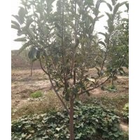 蘋果樹、4-5-6-7-8-9-10 公分