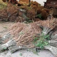 紫穗槐、紫林種植值得信賴、紫穗槐林場(chǎng)