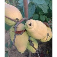 基地直銷皺皮木瓜苗，光皮木瓜苗