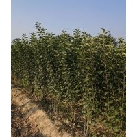 供應(yīng)紅富士蘋果苗_紅富士蘋果苗大量出售