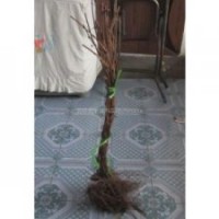 出售占地苗、貝達(dá)苗、黑龍江占地苗、山葡萄苗