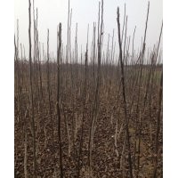 大量供應(yīng)嫁接核桃苗