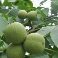 供應(yīng)大量嫁接核桃苗白皮松小苗 杏樹(shù)