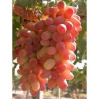 葡萄苗，臨沂優(yōu)質(zhì)葡萄苗，金典葡萄苗最新報價占地葡萄大苗