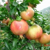 河陰軟籽石榴樹(shù)苗價(jià)格/突尼斯軟籽石榴樹(shù)苗