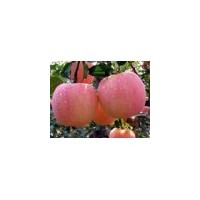 品種蘋果苗 蘋果苗基地 蘋果價格 蘋果苗出售