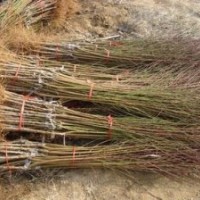 直銷當(dāng)年結(jié)果桃樹苗 嫁接桃樹苗 五月紅水蜜桃苗廠家長期出售