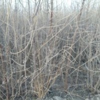 2-4年生沙棗苗出售