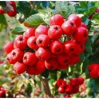 山西優(yōu)質(zhì)山楂苗鈣果苗 低價(jià)供應(yīng)