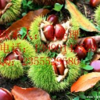 泰山板栗，大紅袍板栗，華光，紅栗1號(hào)，燕紅，石豐