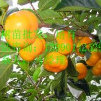 日本甜柿，脆柿，無核大方柿