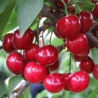 山東果樹小苗基地，臨沂果樹苗基地-世源苗木基地