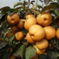 接穗，晚秋黃梨接穗，晚秋黃梨嫁接苗，臨沂晚秋黃梨后期管理技術(shù)