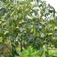 核桃苗，山西核桃苗，核桃成品苗，批發(fā)核桃苗