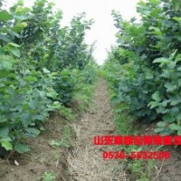 山東榛子苗批發(fā)