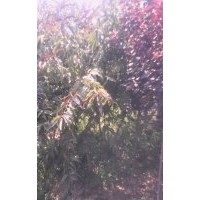 嫁接桃樹苗價格|山西嫁接桃樹苗價格|絳縣桃樹苗批發(fā)