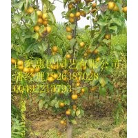 山東秋月梨樹苗批發(fā)價格