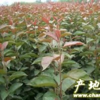 供應(yīng)：海棠苗