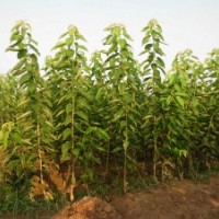 供應(yīng)杏樹苗、李子苗、櫻桃苗