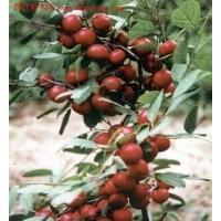 長(zhǎng)期供應(yīng)鈣果苗