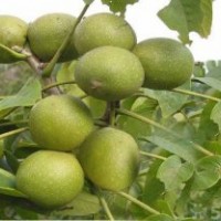 山西核桃苗、嫁接核桃苗、薄皮核桃苗