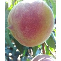 供應極晚熟桃樹苗