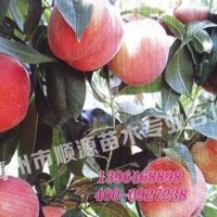 特晚熟映霜紅桃苗價格