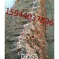 吉林省長春市景麗葡萄苗，鮮食葡萄，果樹苗，苗木批發(fā)基地