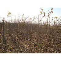 哪有核桃苗；核桃苗價(jià)格；便宜核桃苗