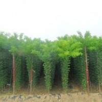 山楂樹，櫻桃樹，國(guó)槐，白皮松，海棠等